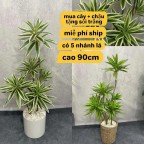 cây thuỷ trúc giả 5 nhánh